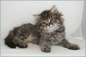 Male Siberian Kitten from Deedlebug Siberians